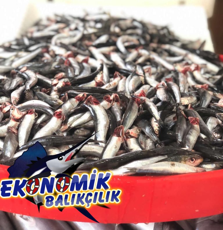 Nevşehir Ekonomik Balık &amp; Pişirme Evi » KARADENİZ HAMSİ